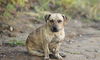 Ziggy ADOPTED 11.14.14