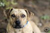 Ziggy ADOPTED 11.14.14