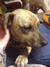 Ziggy ADOPTED 11.14.14