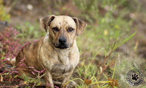 Ziggy ADOPTED 11.14.14