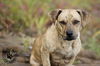 Ziggy ADOPTED 11.14.14