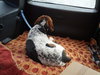 Hounder-ADOPTED-8.6.15