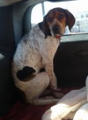 Hounder-ADOPTED-8.6.15