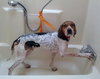 Hounder-ADOPTED-8.6.15