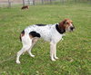 Hounder-ADOPTED-8.6.15
