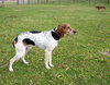Hounder-ADOPTED-8.6.15