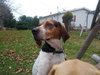 Hounder-ADOPTED-8.6.15