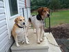Hounder-ADOPTED-8.6.15