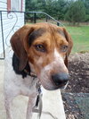 Hounder-ADOPTED-8.6.15