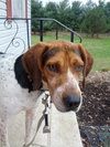 Hounder-ADOPTED-8.6.15