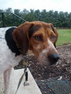 Hounder-ADOPTED-8.6.15