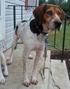 Hounder-ADOPTED-8.6.15