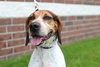 Hounder-ADOPTED-8.6.15