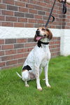 Hounder-ADOPTED-8.6.15