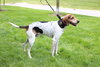 Hounder-ADOPTED-8.6.15