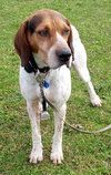 Hounder-ADOPTED-8.6.15