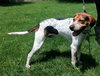 Hounder-ADOPTED-8.6.15