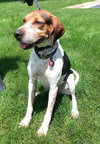 Hounder-ADOPTED-8.6.15