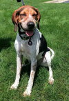 Hounder-ADOPTED-8.6.15