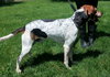 Hounder-ADOPTED-8.6.15