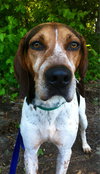 Hounder-ADOPTED-8.6.15