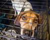 Hounder-ADOPTED-8.6.15