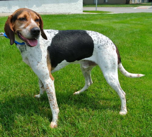 Hounder-ADOPTED-8.6.15