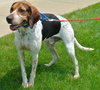 Hounder-ADOPTED-8.6.15