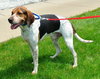 Hounder-ADOPTED-8.6.15