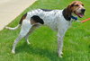 Hounder-ADOPTED-8.6.15