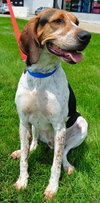 Hounder-ADOPTED-8.6.15
