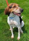 Hounder-ADOPTED-8.6.15