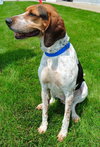 Hounder-ADOPTED-8.6.15