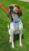 Hounder-ADOPTED-8.6.15