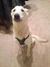 Dresden-ADOPTED-11.29.14