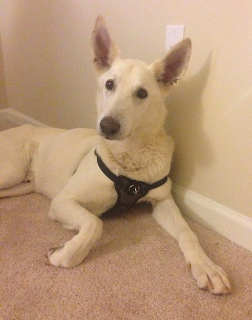 Dresden-ADOPTED-11.29.14