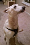 Dresden-ADOPTED-11.29.14