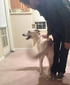 Dresden-ADOPTED-11.29.14