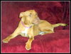 Pm Litter Dulce Rosalita (Mom) - ADOPTED 01.31.15