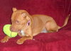 Pm Litter Dulce Rosalita (Mom) - ADOPTED 01.31.15