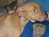 Pm Litter Dulce Rosalita (Mom) - ADOPTED 01.31.15