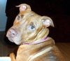 Pm Litter Dulce Rosalita (Mom) - ADOPTED 01.31.15