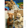 Pm Litter Dulce Rosalita (Mom) - ADOPTED 01.31.15