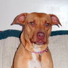 Pm Litter Dulce Rosalita (Mom) - ADOPTED 01.31.15