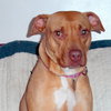 Pm Litter Dulce Rosalita (Mom) - ADOPTED 01.31.15