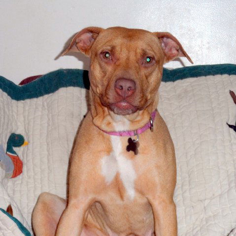 Pm Litter Dulce Rosalita (Mom) - ADOPTED 01.31.15