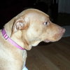 Pm Litter Dulce Rosalita (Mom) - ADOPTED 01.31.15