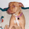 Pm Litter Dulce Rosalita (Mom) - ADOPTED 01.31.15