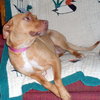 Pm Litter Dulce Rosalita (Mom) - ADOPTED 01.31.15