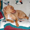 Pm Litter Dulce Rosalita (Mom) - ADOPTED 01.31.15